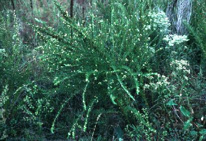 Sericea Lespedeza, lespedeza cuneata